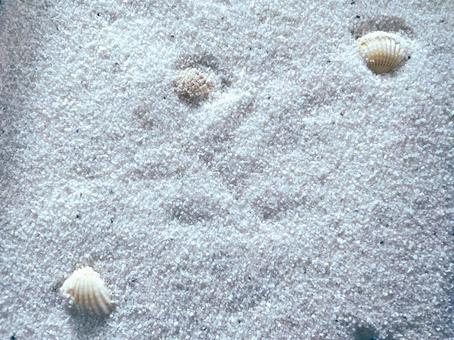 白い砂に貝殻(海のイメージ)24 白い砂に貝殻(海のイメージ)24 貝殻,貝,白の写真素材