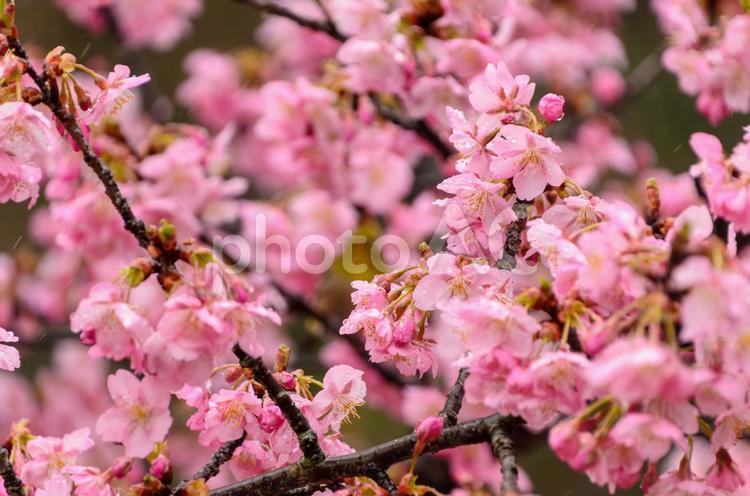 満開の河津桜の美しさ 河津桜,桜,ピンクの写真素材