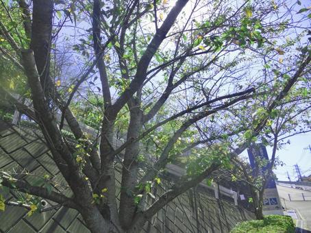 紅葉の始まり 紅葉,秋,木の写真素材