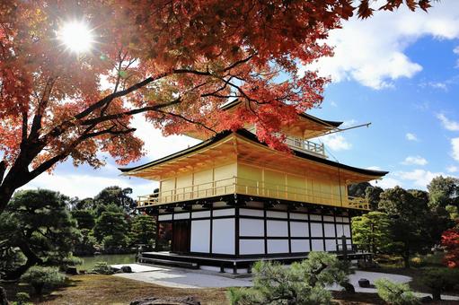 秋の金閣寺 青空,世界遺産,風景の写真素材