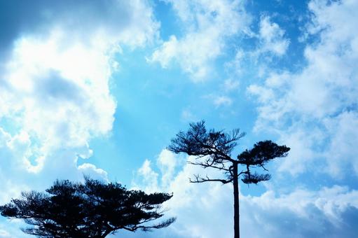 宮崎県えびの高原・青空とアカマツ 宮崎県えびの高原・青空とアカマツ 宮崎県,えびの高原,アカマツの写真素材