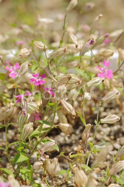 種ができたフクロナデシコ フクロナデシコ,種,花の写真素材