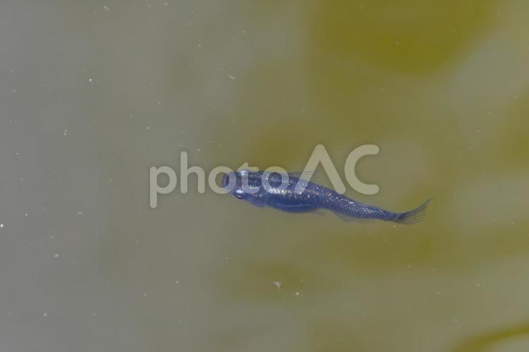 透明感あふれる瑠璃色のメダカ メダカ,熱帯魚,瑠璃の写真素材
