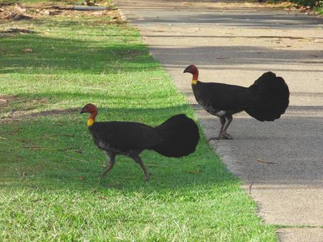 住宅地のヤブツカツクリ、ワイルドなAUS オーストラリア,生物,鳥の写真素材