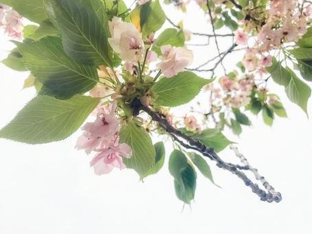 透明感のある桜の写真 透明感のある桜の写真の写真