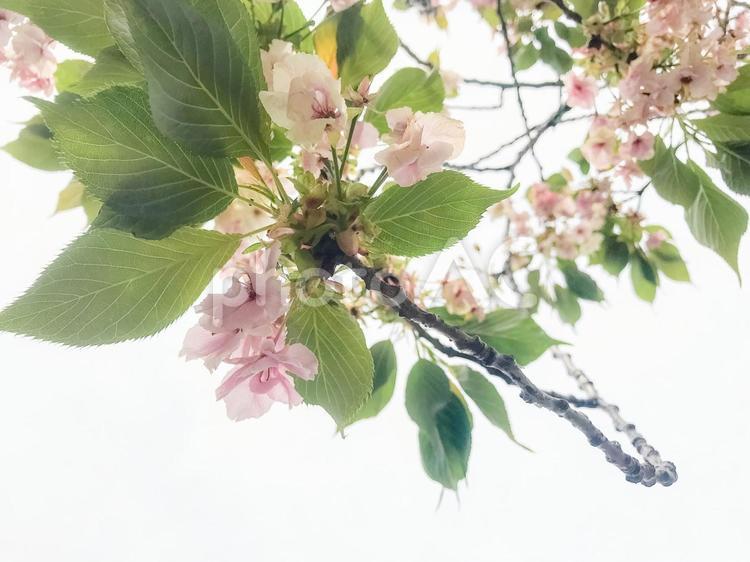 透明感のある桜の写真 桜,花,植物の写真素材
