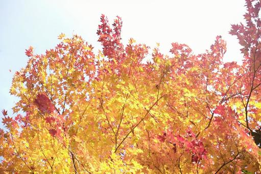 Shining against the autumn sky, JPG