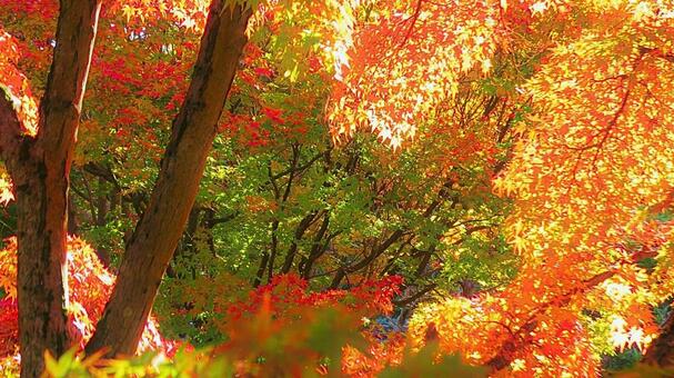 紅葉　姫路城 好古園35 紅葉,秋,日本庭園の写真素材