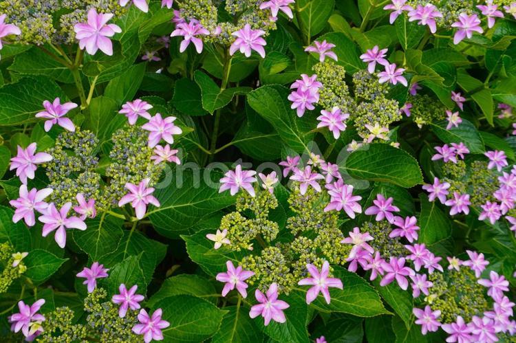 ガクアジサイのテクスチャ 紫陽花,テクスチャ,背景素材の写真素材
