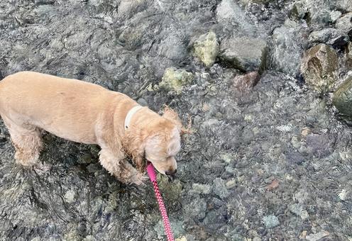 川遊びに夢中な犬① 川遊びに夢中な犬①の写真