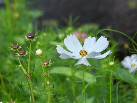 白コスモス 秋桜,コスモス,白の写真素材
