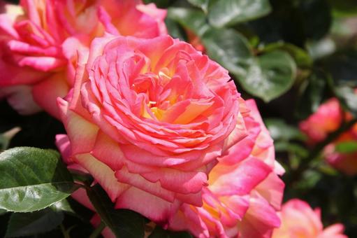 バラ・薔薇 クローズアップ バラ・薔薇 クローズアップ バラ・薔薇,壁紙,ロマンチックの写真素材