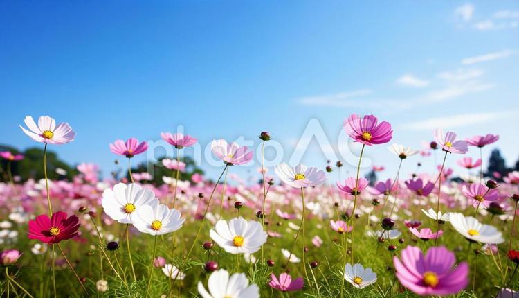 青い空の下のコスモス畑 コスモス,花,青空の写真素材