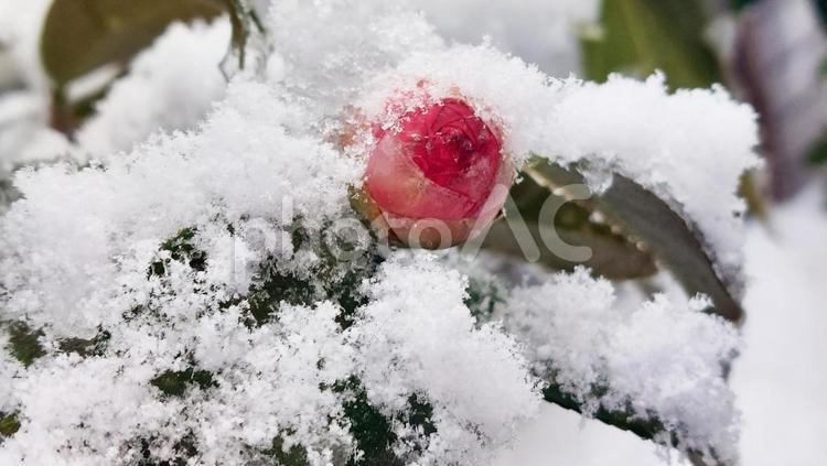 雪の降り積もった椿の蕾 雪,蕾,椿の写真素材