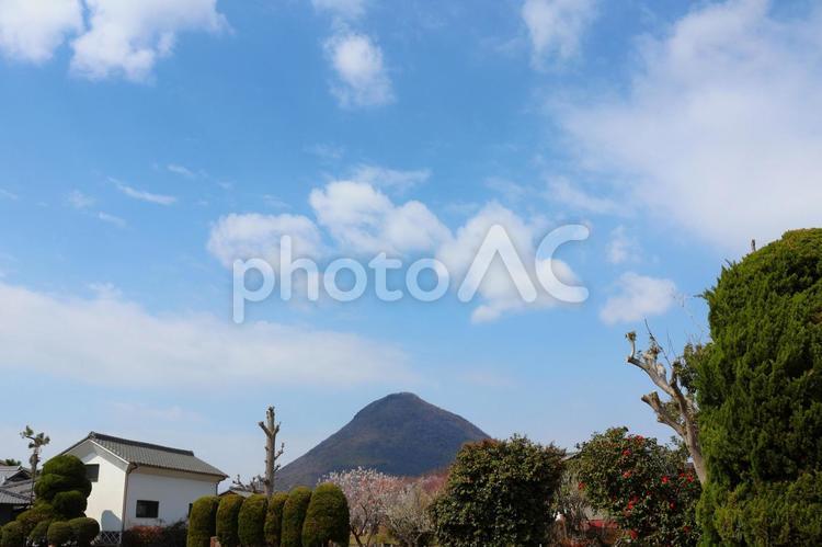 ３月中旬の丸亀市嶋田寺の梅園とさぬき富士 背景,梅園,梅の写真素材