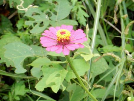 【花の写真】 ヒャクニチソウ（百日草）の写真