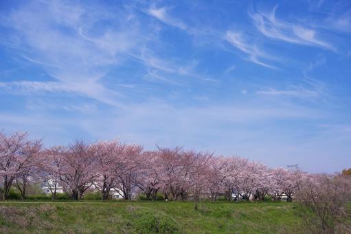 青空と桜 青空と桜 春,さくら,ソメイヨシノの写真素材