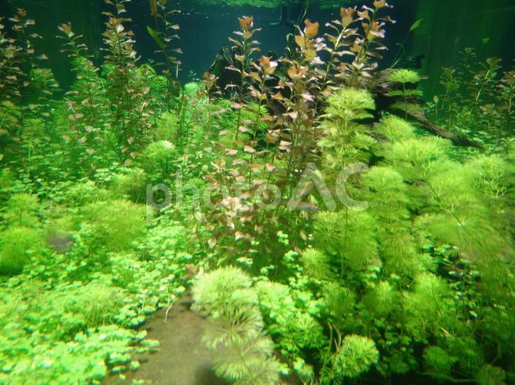 水の中の森　水槽の水草 すいぞくかん,水族館,水草の写真素材