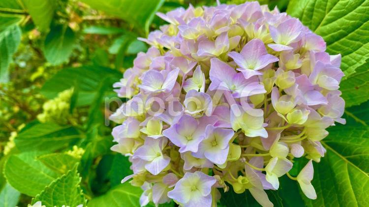 咲き初めのあじさい アジサイ,あじさい,紫陽花の写真素材