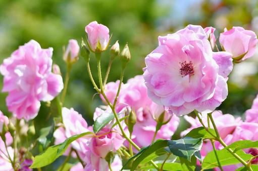 薔薇 ピンクアイスバーグ 薔薇 ピンクアイスバーグ 薔薇,ピンクアイスバーグ,花の写真素材