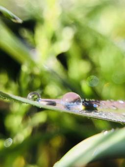 玉の様な水滴接写 玉の様な水滴接写の写真