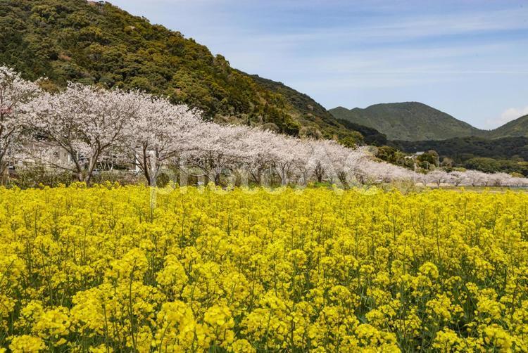 菜の花と桜並木 桜並木,サクラ,桜の写真素材