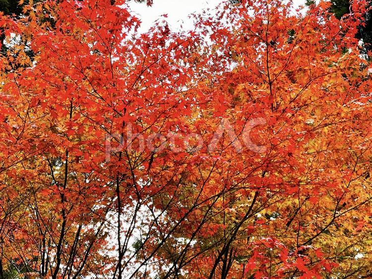 真っ赤に染まる秋のもみじ 紅葉,秋,山の写真素材