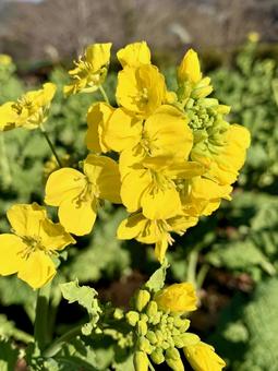 菜の花 1229 菜の花 1229の写真