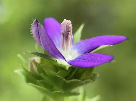 Photo, clasping venus, platycodon, flower, 
