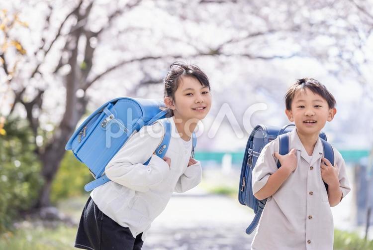 満開の桜とランドセルを背負った小学生 桜,小学生,ランドセルの写真素材