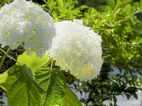 白いあじさい あじさい,花,6月の写真素材