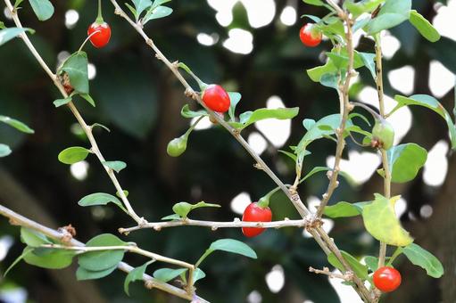 クコの実 植物,薬木,くこの木の写真素材