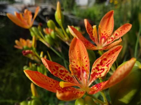 オレンジの花 オレンジの花の写真