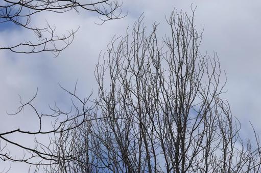 Winter maple tree, JPG Winter maple tree, JPG