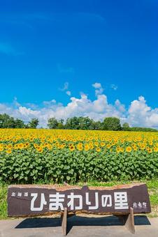 北海道 北竜町ひまわりの里 北海道 北竜町ひまわりの里の写真