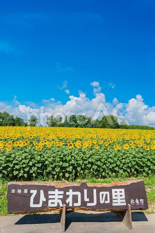 北海道　北竜町ひまわりの里 北海道,日本,北竜の写真素材