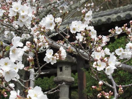 桜と灯篭 桜と灯篭 桜,さくら,灯篭の写真素材