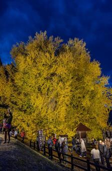 北金ヶ沢の大イチョウ 北金ヶ沢の大イチョウ,ビックイエロー,銀杏の写真素材