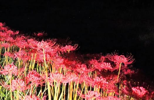 夜の真っ赤な彼岸花 夜の真っ赤な彼岸花の写真