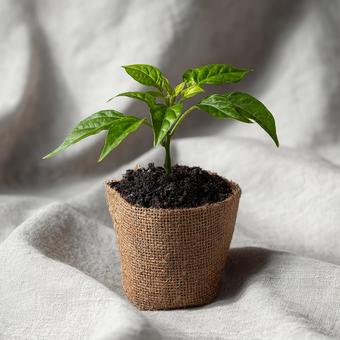 シンプルな背景の可愛い観葉植物 シンプルな背景の可愛い観葉植物の写真