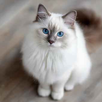 座る白い猫の肖像 座る白い猫の肖像の写真