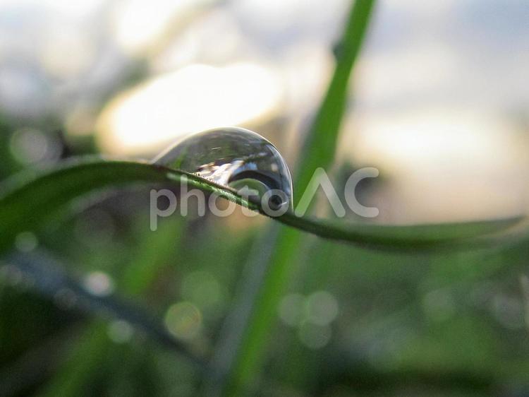 水滴と緑の葉と朝日（Water drops） 水滴,すいてき,しずくの写真素材