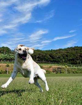 犬とボールと空 犬,空,散歩の写真素材