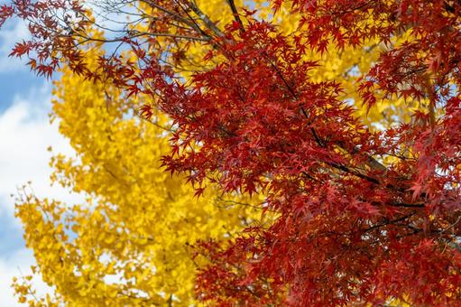 真っ赤なもみじと黄色いイチョウ 真っ赤なもみじと黄色いイチョウ イチョウ,紅葉,青空の写真素材
