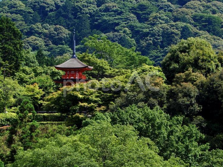 清水寺　三重塔　子安塔 清水寺,三重塔,京都の写真素材