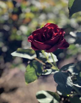 赤い薔薇 赤い薔薇の写真