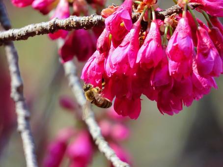 ミツバチと寒緋桜 ミツバチと寒緋桜 ミツバチ,寒緋桜,可愛いの写真素材