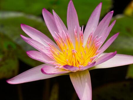 鮮やかに咲くピンク色のスイレンの花 スイレン,睡蓮,花の写真素材