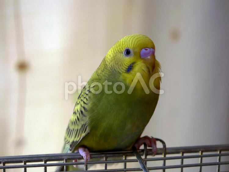セキセイインコ　室内 セキセイインコ,インコ,鳥の写真素材