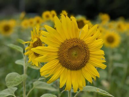夏の顔 夏の顔 ひまわり,ヒマワリ,向日葵の写真素材